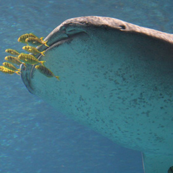 Whale sharks migrate near Cancun every year.