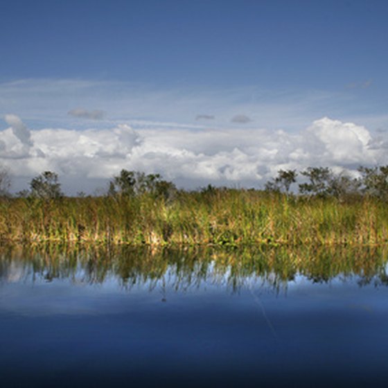 The Everglades lure visitors to Southern Florida.