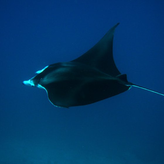 Manta rays are almost a common sight in the Galapagos.