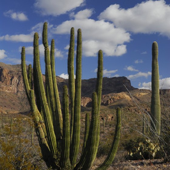 Lukeville, Arizona is in the heart of Organ Pipe Cactus country