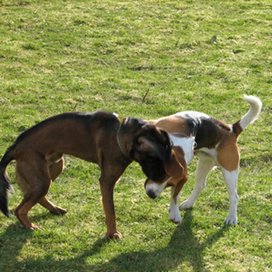 Dogs socialize in a yard.