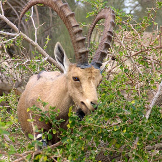 Ibex are one of the big game that can be hunted in New Mexico.