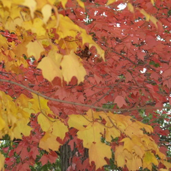 Many camp in Minnesota for the brilliant autumn colors.