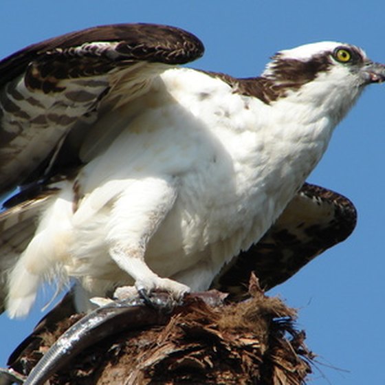 See an osprey at White Oak Lake.