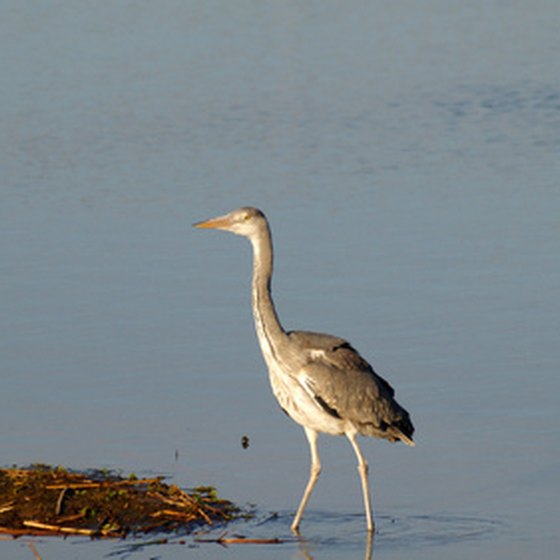 You might catch a peek at a heron on one of Bradenton's courses.