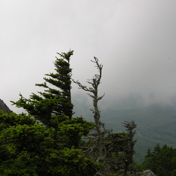 Trees twisted by the wind on Mount Mitchell, tallest east of the Rockies