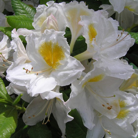 The Fred Hamilton Rhododendron Garden allows visitors to examine a variety of Rhododendrons in a botanical garden setting.