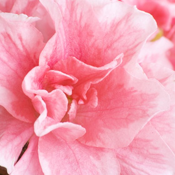 Enjoy a dazzling display of azaleas at Callaway Gardens each spring.