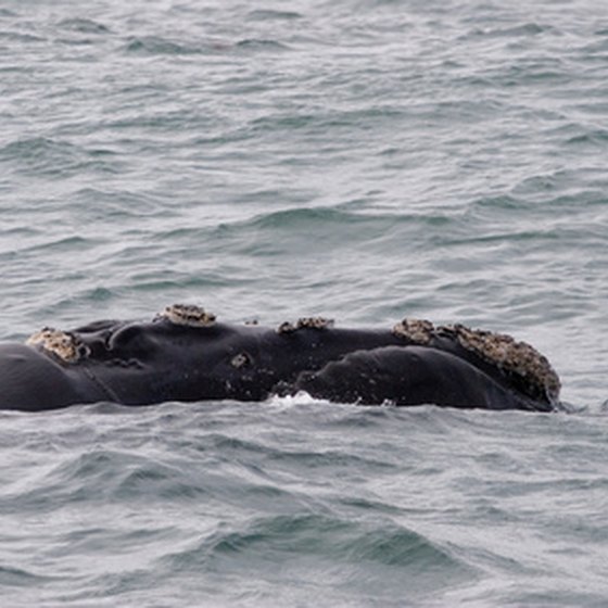 Humpback whales and other species appear off the coast of Southern California.
