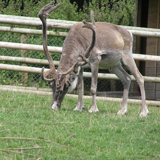 Reindeer is an important staple in Finnish cuisine.