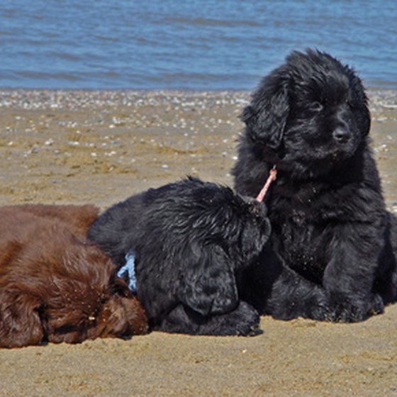 They can go on a Florida vacation, but maybe not on the beach.