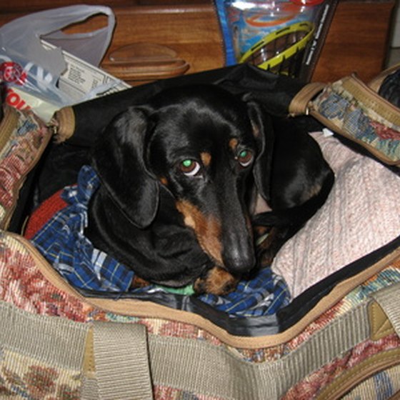 Getting your dog ready to travel.