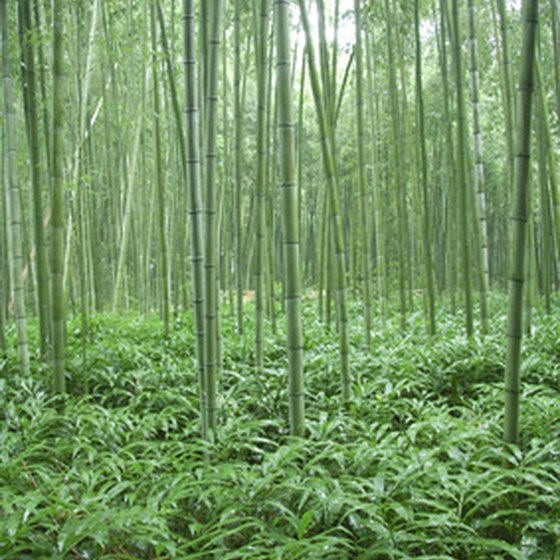 A bamboo forest in Japan