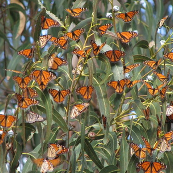 Michoacán in Mexico is currently most famous as the winter resting spot for millions of Monach butterflies.