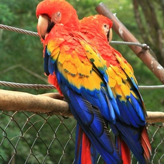 Honduras is home to hundreds of bird species.