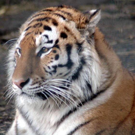Tigers aren't indigenous to Massachusetts, but you can see them at the zoos.