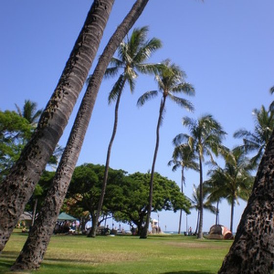 Palm trees in Honolulu.