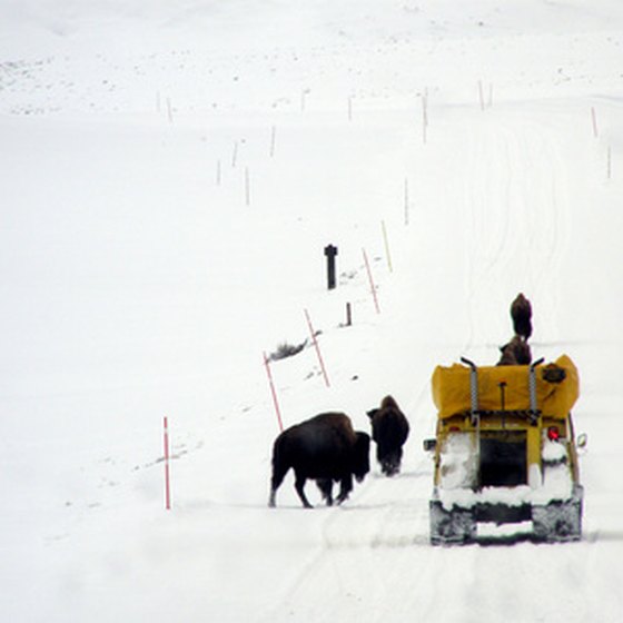 A snow coach passes bison in Yellowstone.