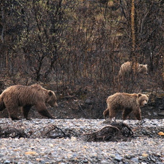 Grizzly bears roam free in Denali National Park.