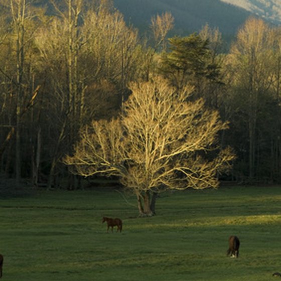Townsend is located next to Cades Cove, part of the Great Smoky Mountains National Park.