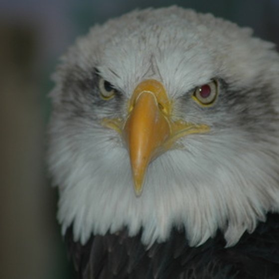 Bald eagles are a frequent sight at Wharton State Forest.