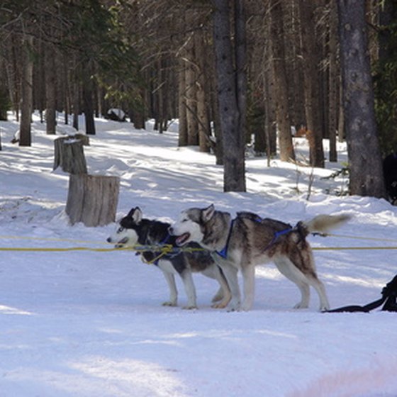 Dog sled tours allow you to experience dog sledding.