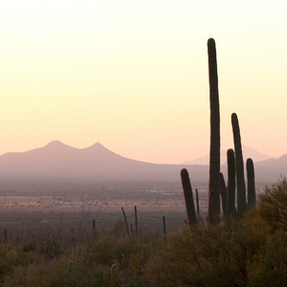 Though the saguaro is one of the most common desert icons, it only grows in the Sonoran Desert.