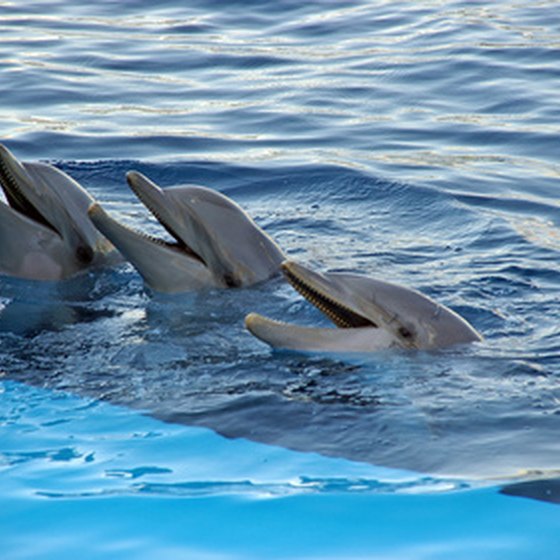 Swim with dolphins in the Florida Keys while learning about consevation of the species.
