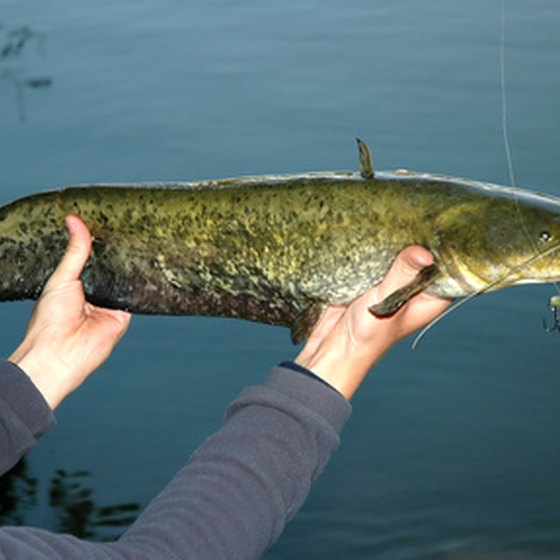Catfish are the most popular catch at Calaveras Lake near San Antonio.