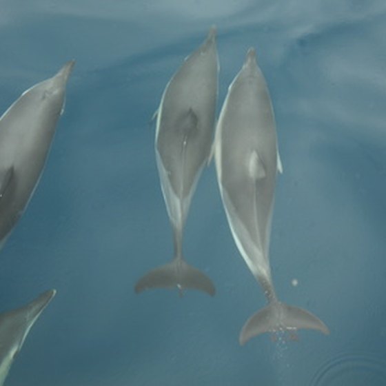 Some swim-with-the-dolphins programs involve wild dolphins.