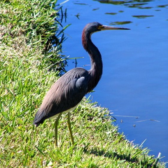 You can see birds such as heron throughout the Louisiana coastal region.