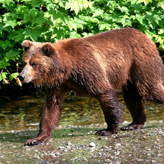 Alaska grizzly bear