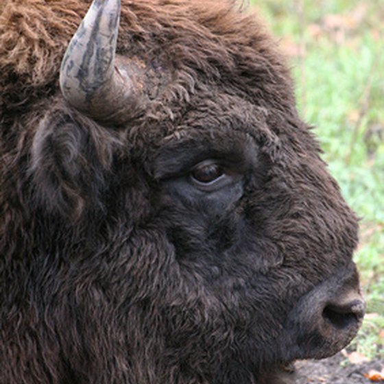 Hunting bison in New Mexico is done on private land and requires no state license.