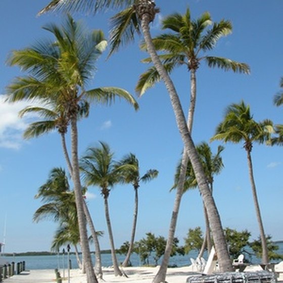 Hollywood, Florida has its share of palm studded beaches.