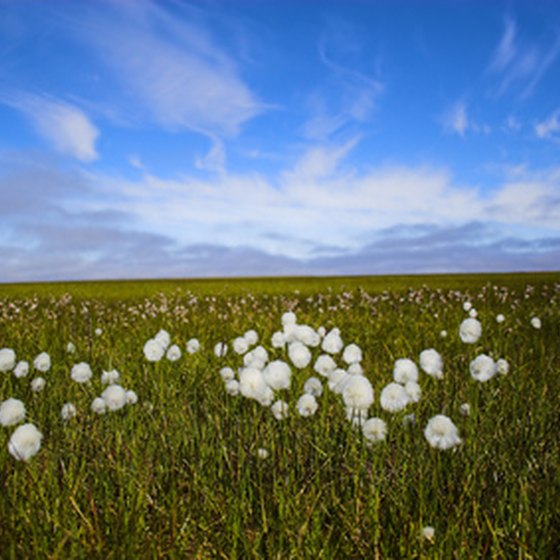 Wildflowers and sunny skies are unexpected sights on an Arctic cruise.