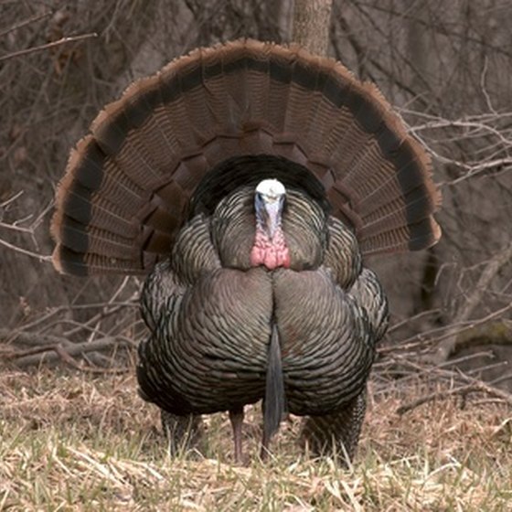 Wild turkey hunting is a popular sport in Indiana.