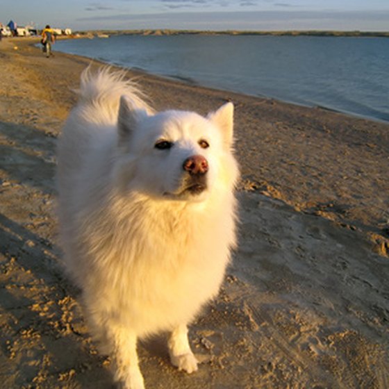 Dogs are allowed on Ocean City beaches during the off-season.