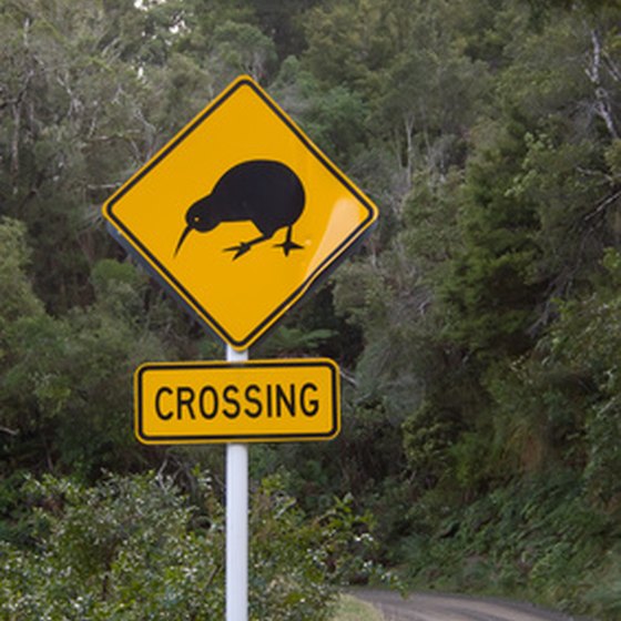 The kiwi is a national symbol of New Zealand.