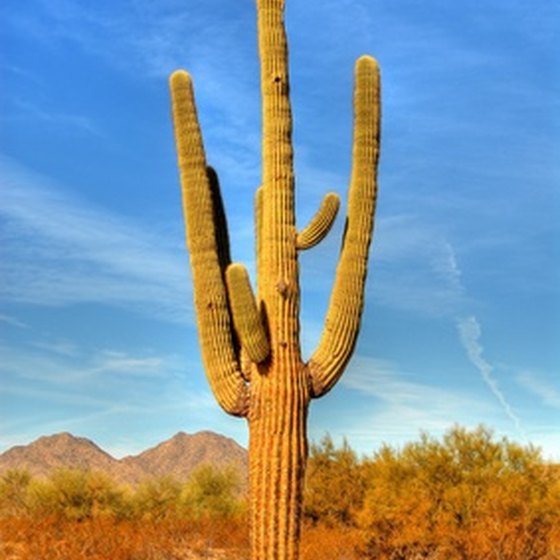 Saguaro cactus line the desert roads to the Grand Canyon.