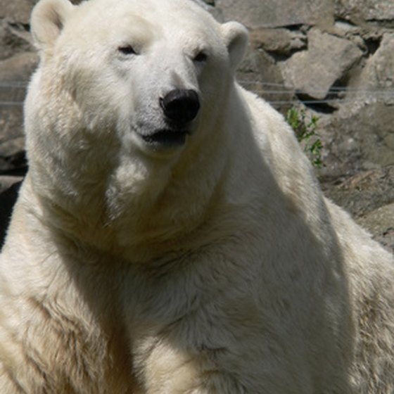 Polar bears might be white, but standard bear precautions apply.