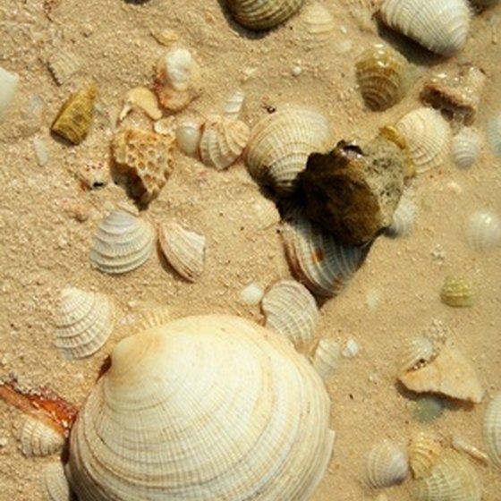 Sanibel Island is famous for its seashell-packed beaches.