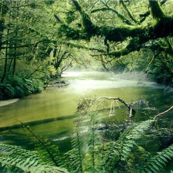 Surviving in the Amazon rain forest is challenging.