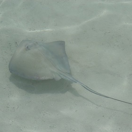 Stingrays are just one of many creatures that inhabit the waters around the Bahamas.
