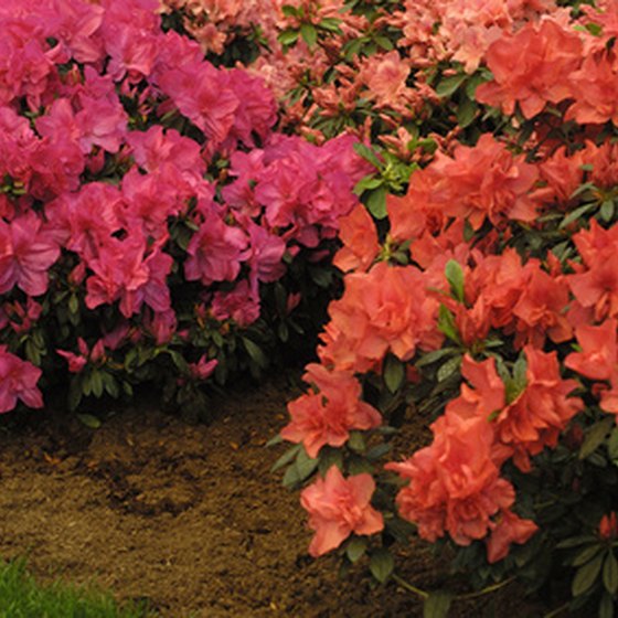 Some visitors to Texas might enjoy a spring journey along the Azalea Trail.