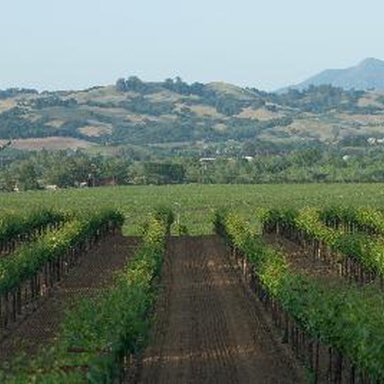 Tour the vineyards of Sonoma County.