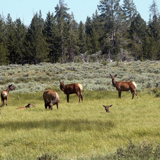 RV Campgrounds Near Yellowstone | USA Today