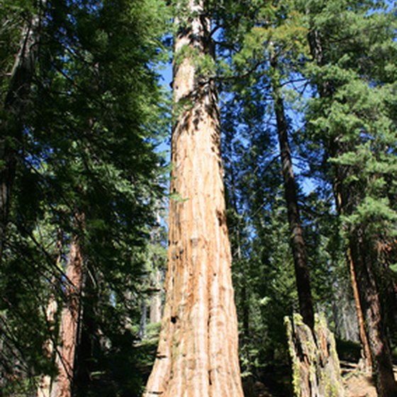 Touring Giant Sequoia trees is one popular activity in Three Rivers.