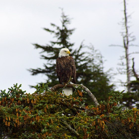 Bald eagles are a common sight in the Valdez area.
