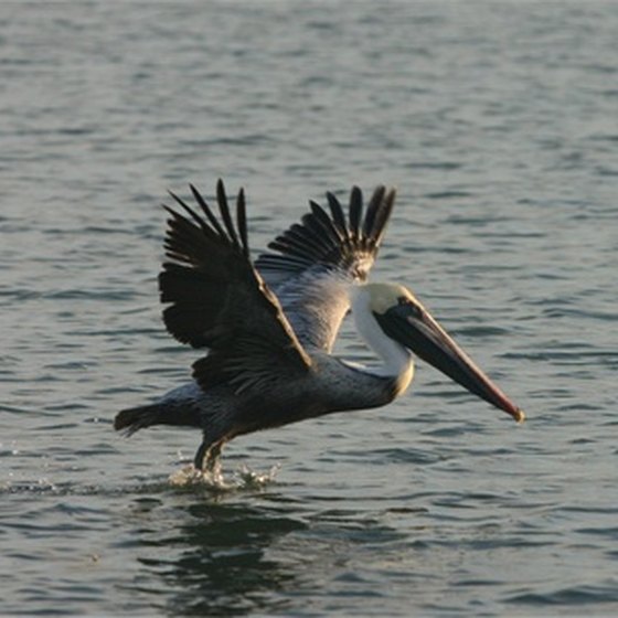 Pelicans are a common site in Tampa Bay.