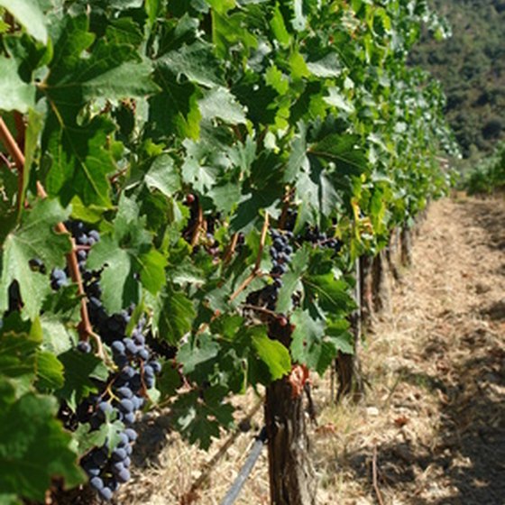 French vineyards offer volunteer experiences.
